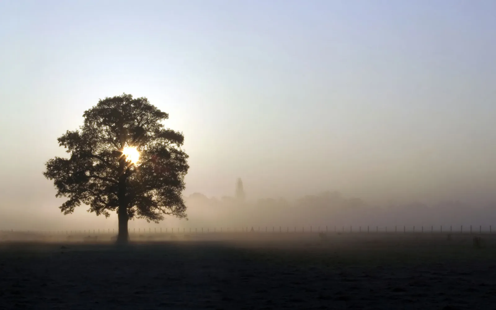 A lone tree silhouetted against a misty sunrise, with the sun peeking through its branches.