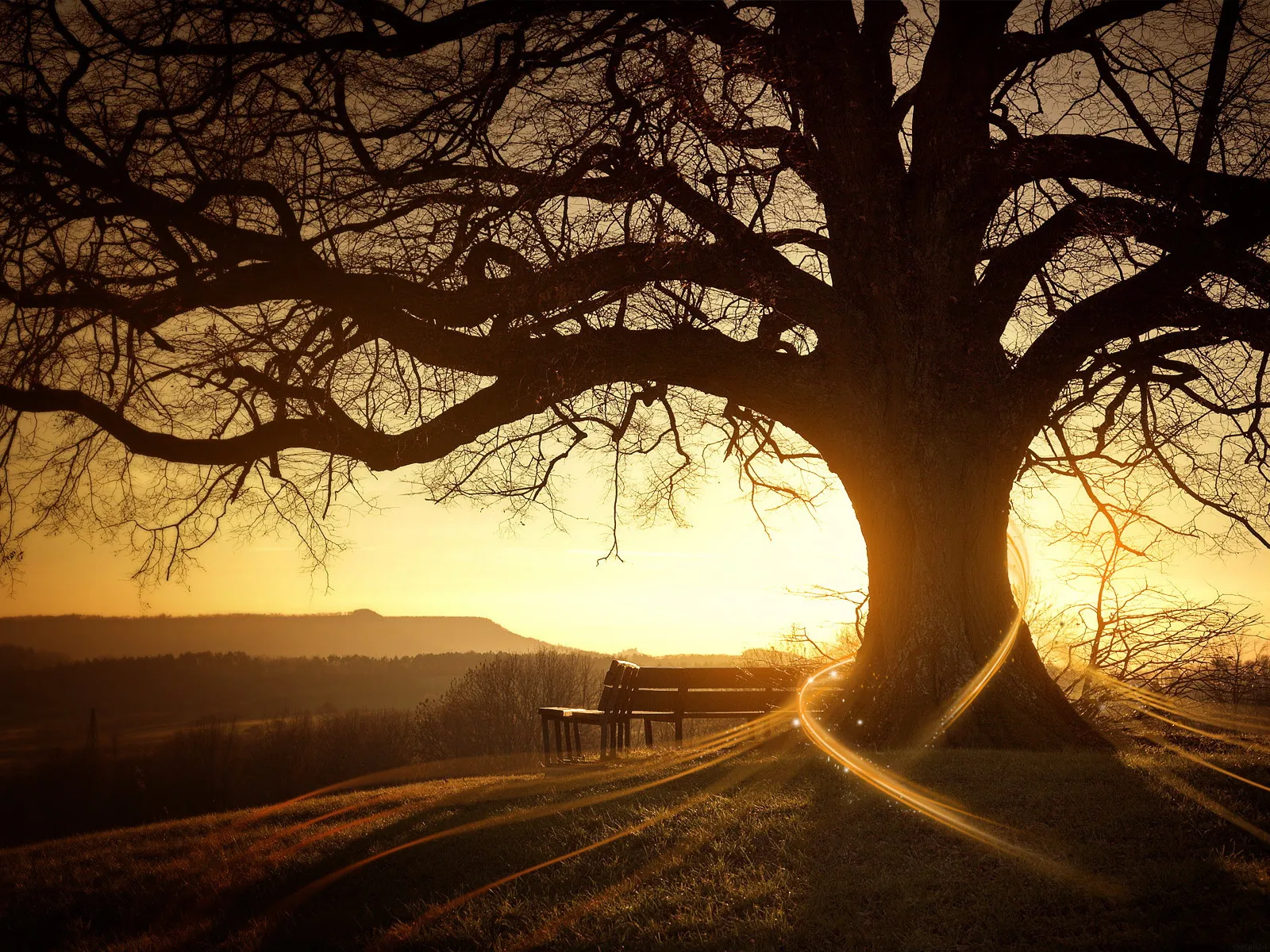 A large, bare tree silhouetted against a golden sunset sky, with a bench in the foreground.