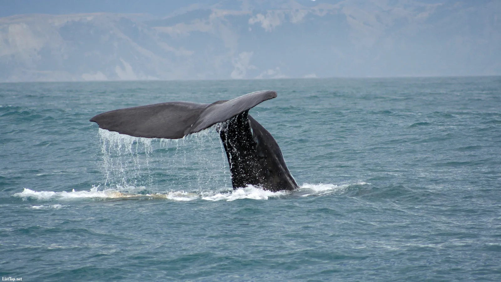 A sperm whale's tail fluke rises from the blue ocean water, with droplets of water falling.