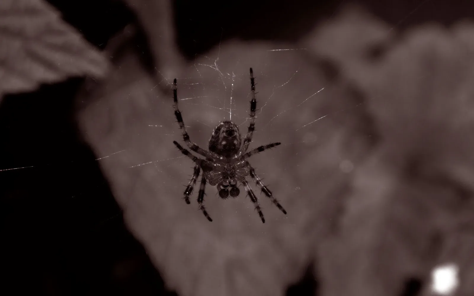 A garden spider hangs in the center of its web, with blurred foliage in the background.