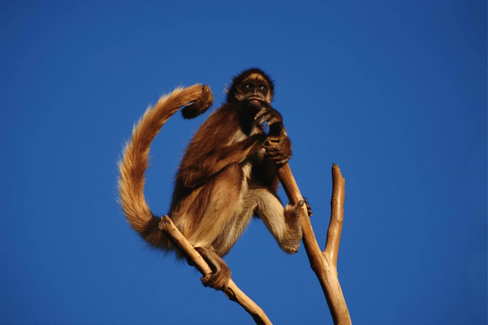 A brown spider monkey sits on a tree branch, holding its chin thoughtfully, against a clear blue sky.