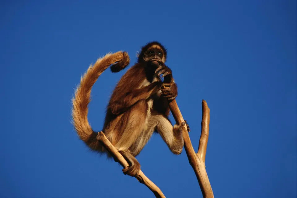 A brown spider monkey sits on a tree branch, holding its chin thoughtfully, against a clear blue sky.