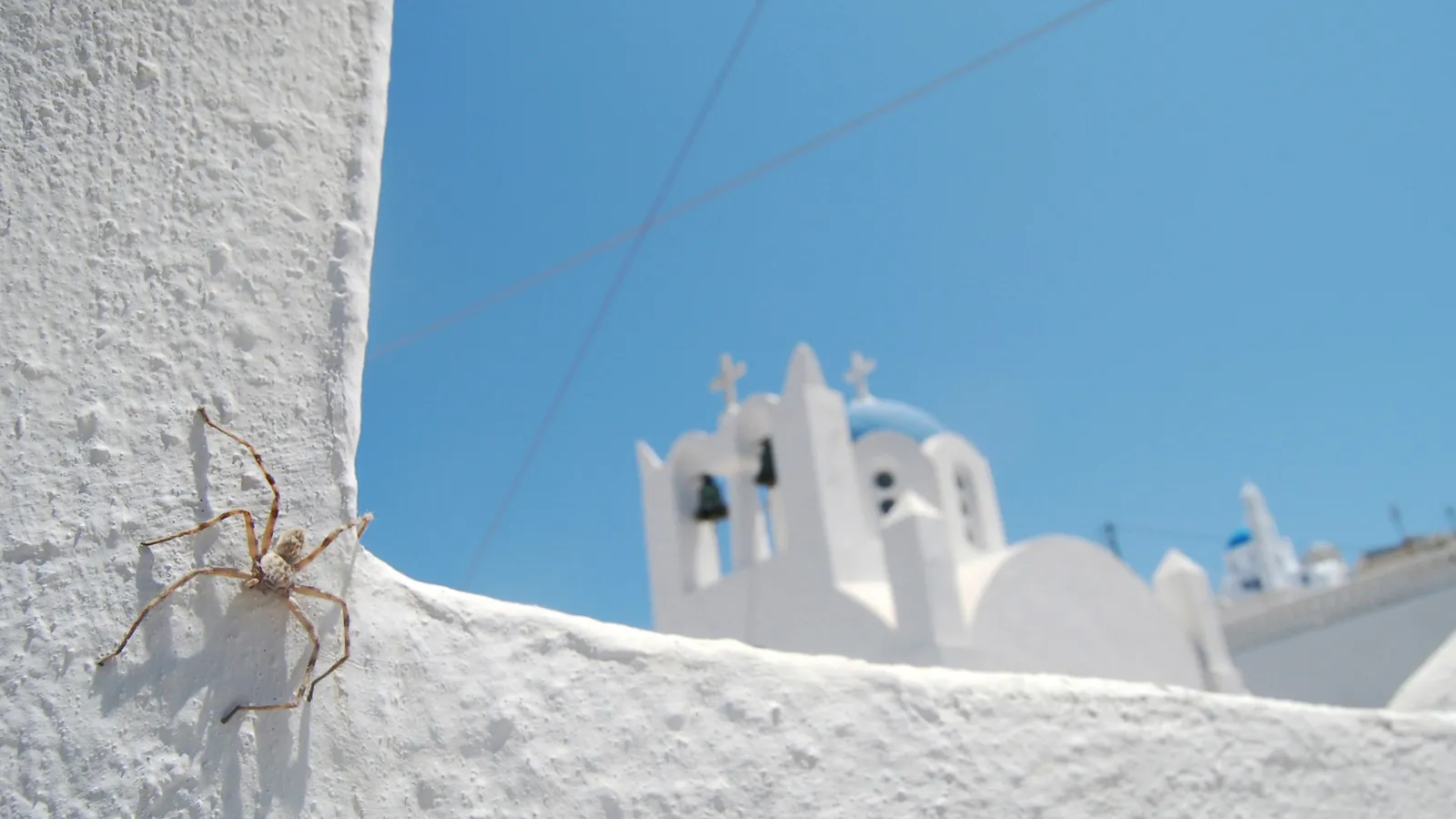 A large spider is perched on a textured white wall, with a blurred background of a white church with blue domes against a clear blue sky.