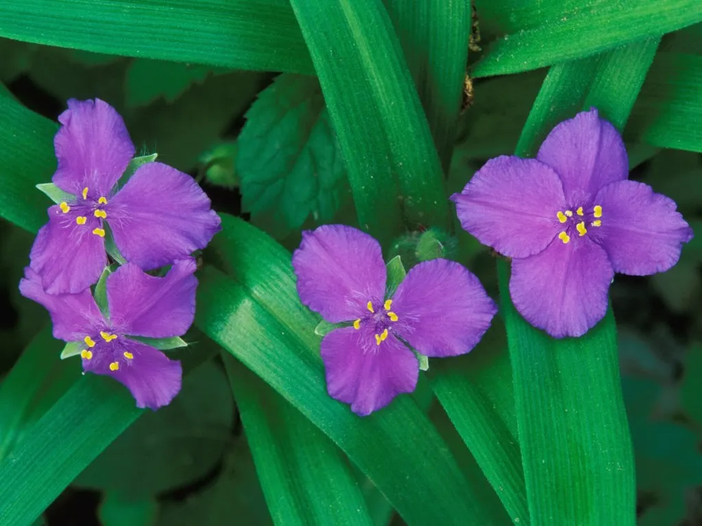 Close-up of three vibrant purple spiderwort flowers with yellow stamens, surrounded by lush green leaves.