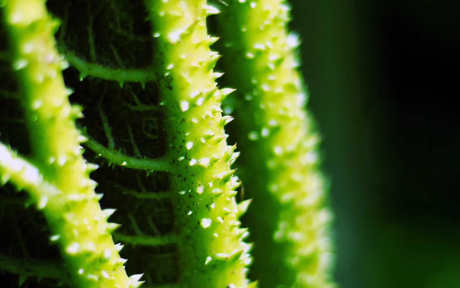 Macro shot of a bright green plant stem covered in sharp white thorns.