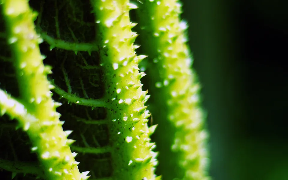 Macro shot of a bright green plant stem covered in sharp white thorns.