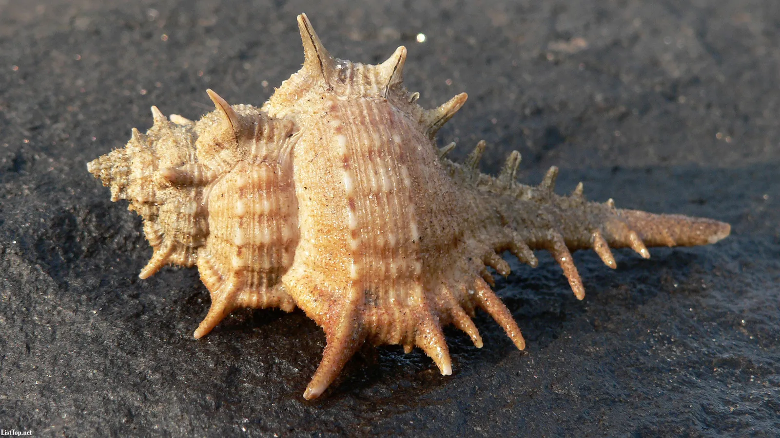 A detailed close-up of a spiky, tan seashell resting on a dark, wet, rocky surface.