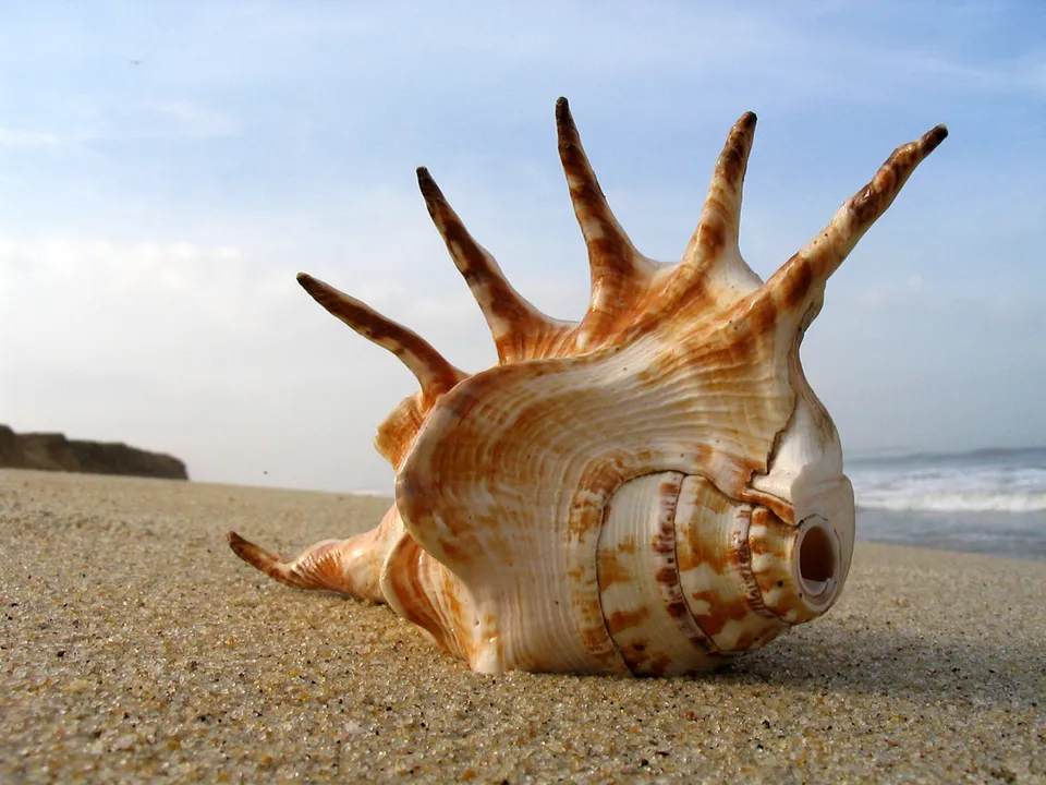 A large, spiky seashell rests on a sandy beach with ocean waves in the background.