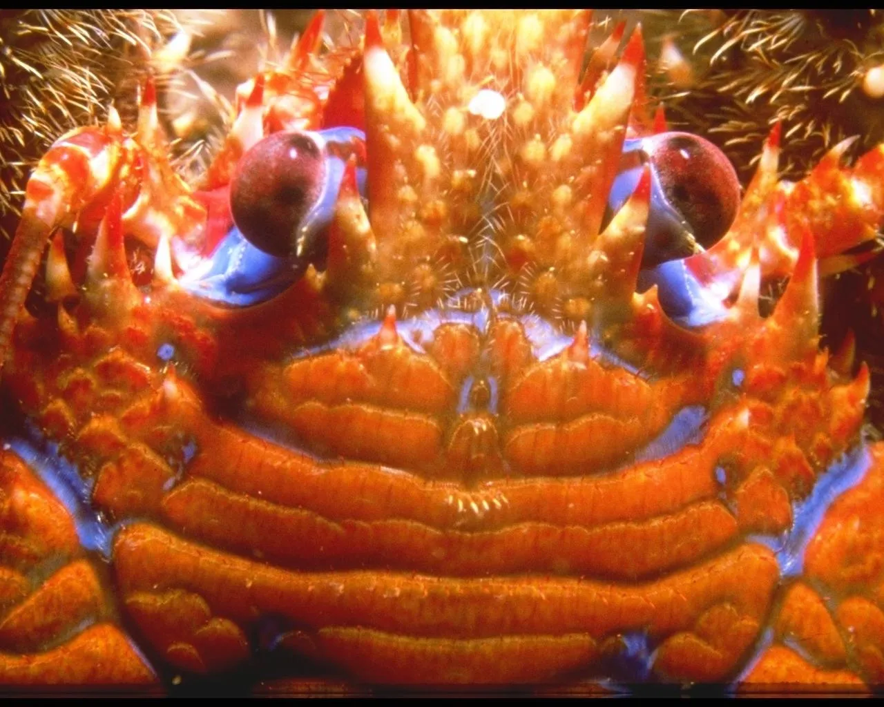 Extreme close-up of a spiny crab's head and carapace, showing its textured orange shell and blue markings.