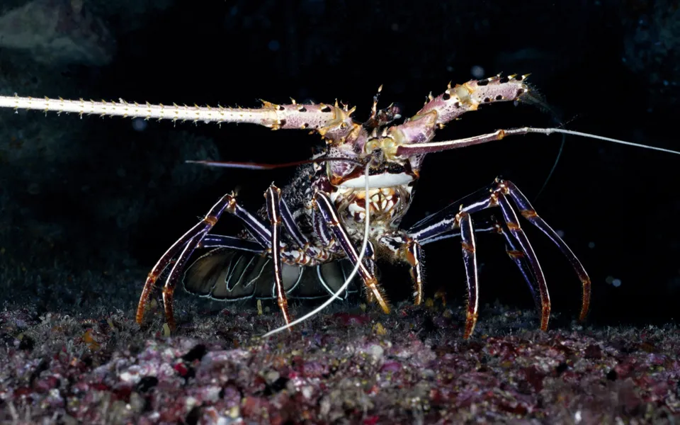 A spiny lobster with long antennae and spiky legs stands on a rocky seabed.