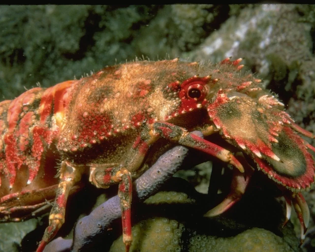 A detailed close-up of a spiny lobster with red and orange markings, showing its eyes and claws.