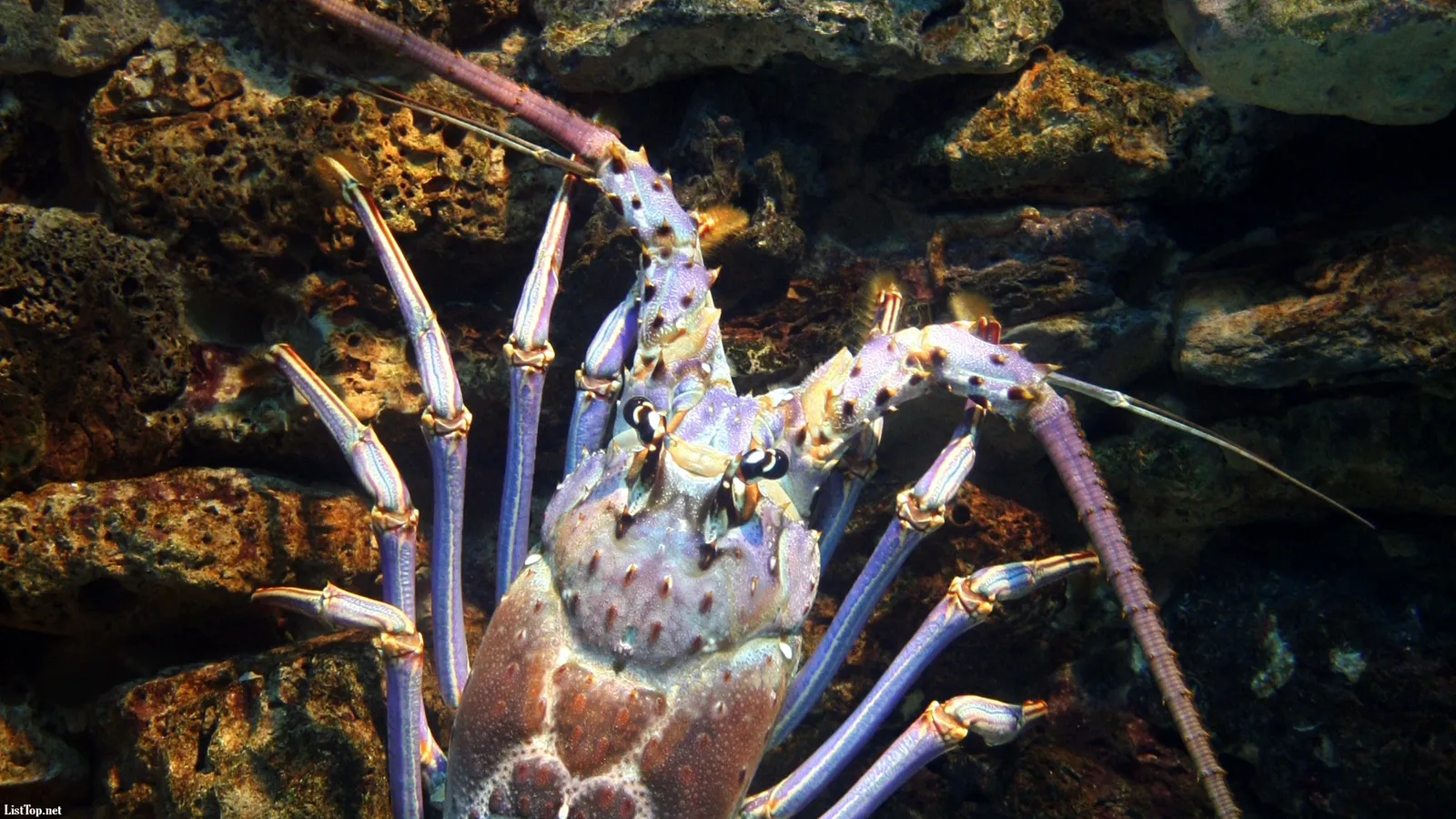A detailed close-up of a spiny lobster with purple legs and a textured shell against a rocky background.