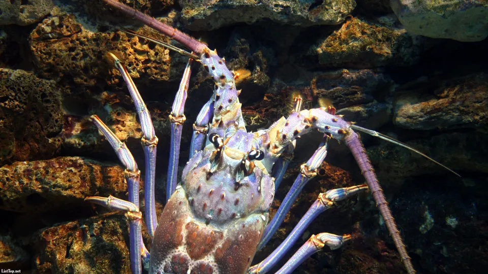 A detailed close-up of a spiny lobster with purple legs and a textured shell against a rocky background.