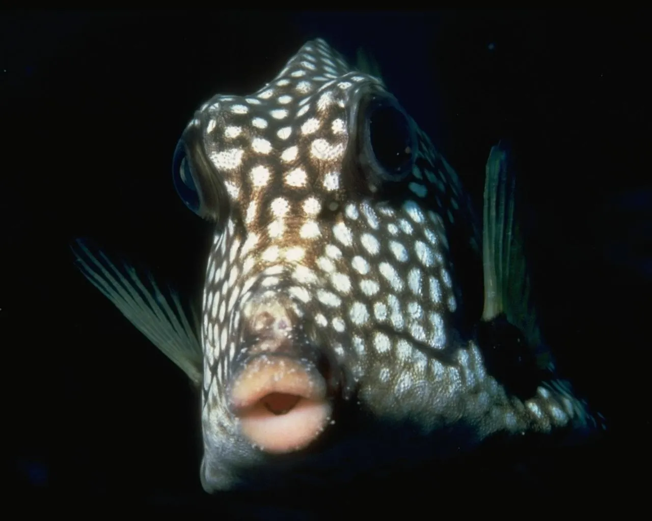 A spotted boxfish with large eyes and pursed lips swims towards the camera in dark water.