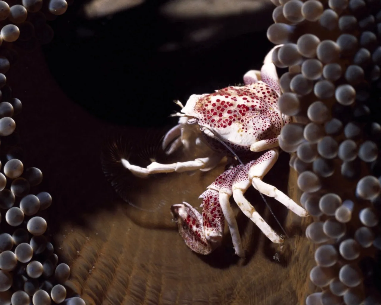 A small crab with white and red spots is nestled within the tentacles of a large anemone.