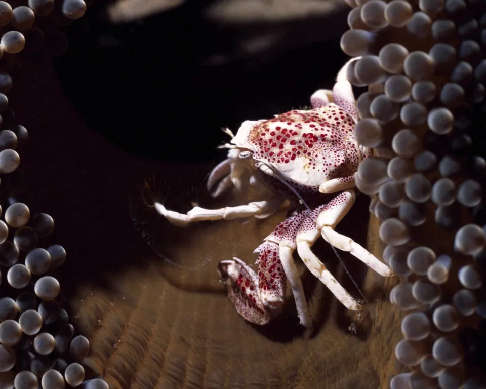A small crab with white and red spots is nestled within the tentacles of a large anemone.