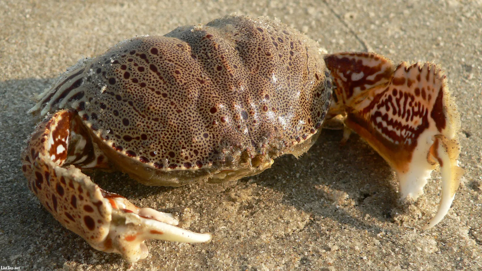 A spotted crab with intricate patterns on its shell and claws rests on a sandy beach.