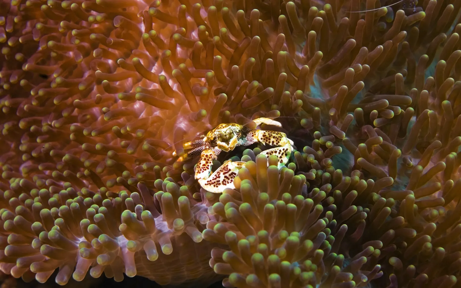 A small spotted crab is nestled within the colorful tentacles of a sea anemone.