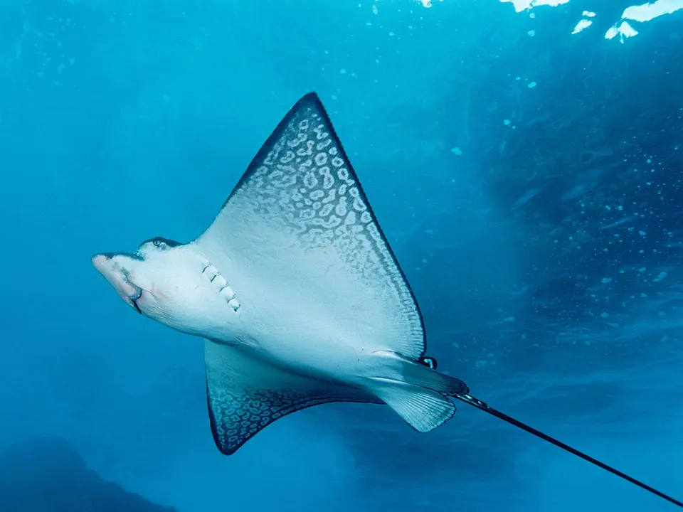 A spotted eagle ray swims gracefully in clear blue ocean water, its patterned wings spread wide.