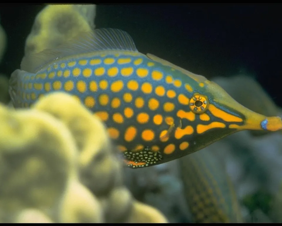 A close-up of a blue and yellow spotted fish with a long snout swimming near yellow coral.