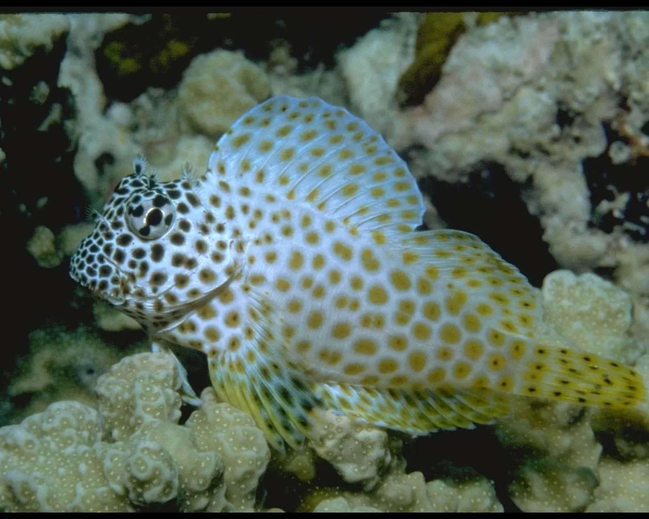 A small fish with white and yellow spots rests on coral with a blurred background.
