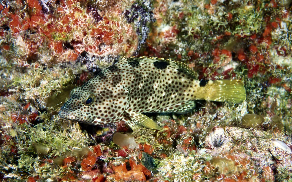 A spotted grouper fish rests on a colorful coral reef with red and green algae.