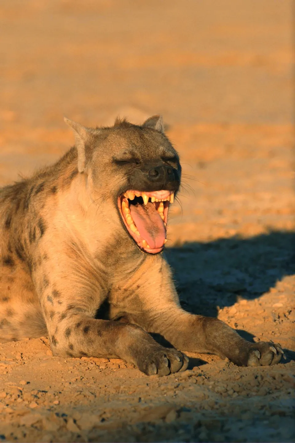 A spotted hyena is lying down and yawning widely, showing its teeth and tongue. The background is a blurred sandy area.