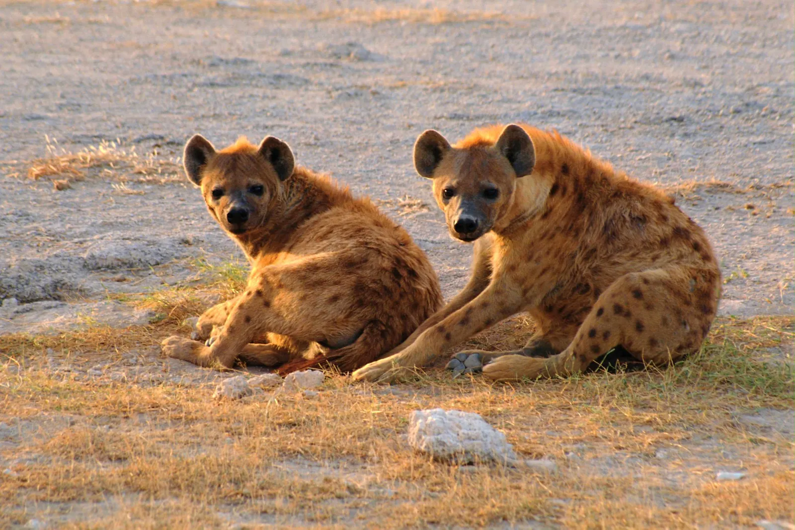 Two spotted hyenas are sitting on dry grass and dirt, looking towards the camera.
