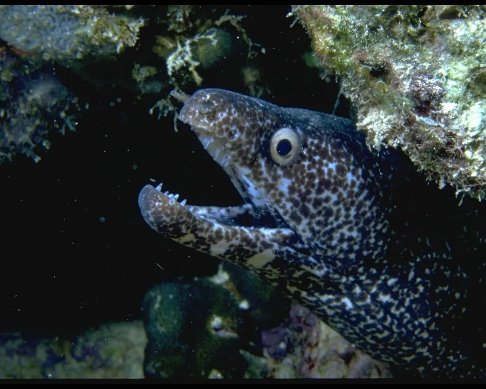 A close-up of a spotted moray eel emerging from a dark coral crevice.