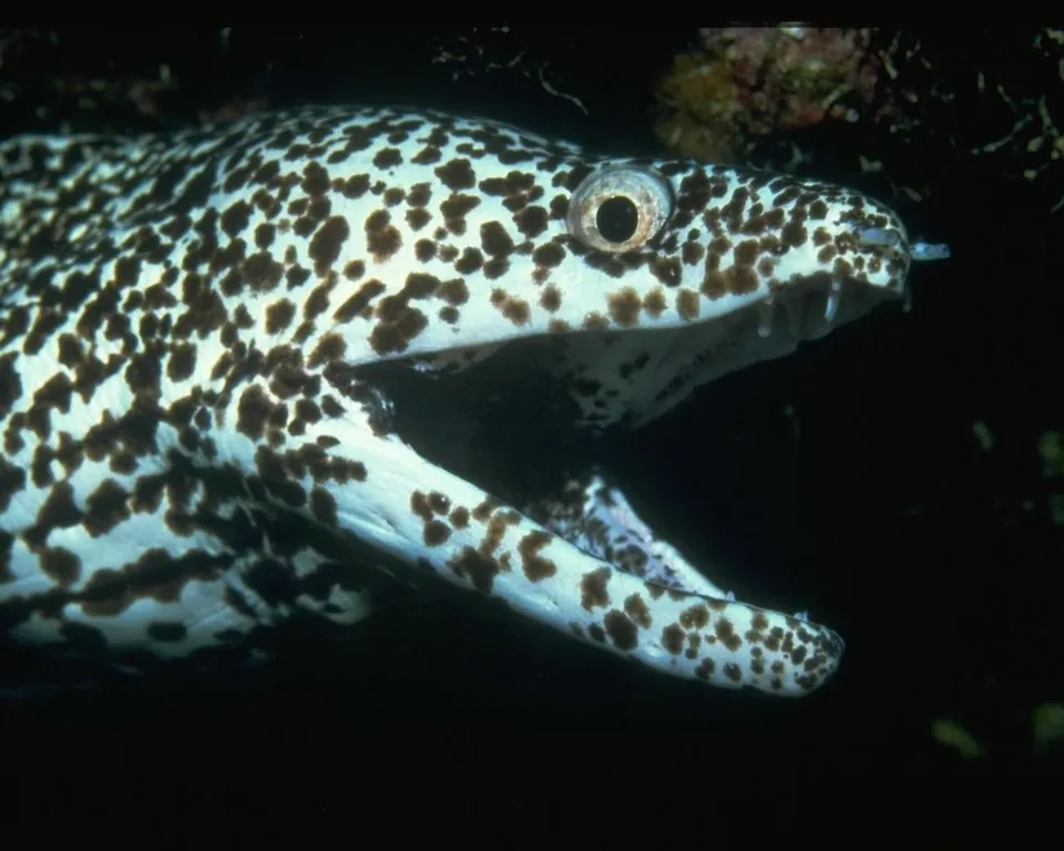 A spotted moray eel with its mouth open, showing sharp teeth and a patterned body.