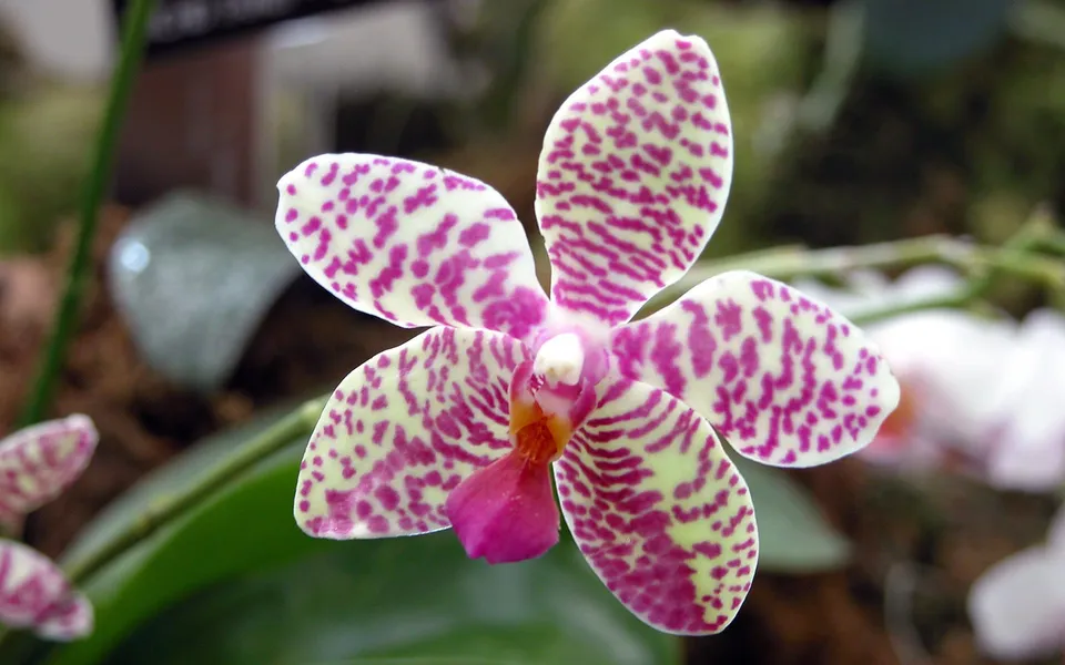 A close-up macro shot of a delicate orchid with white petals spotted with vibrant pink.