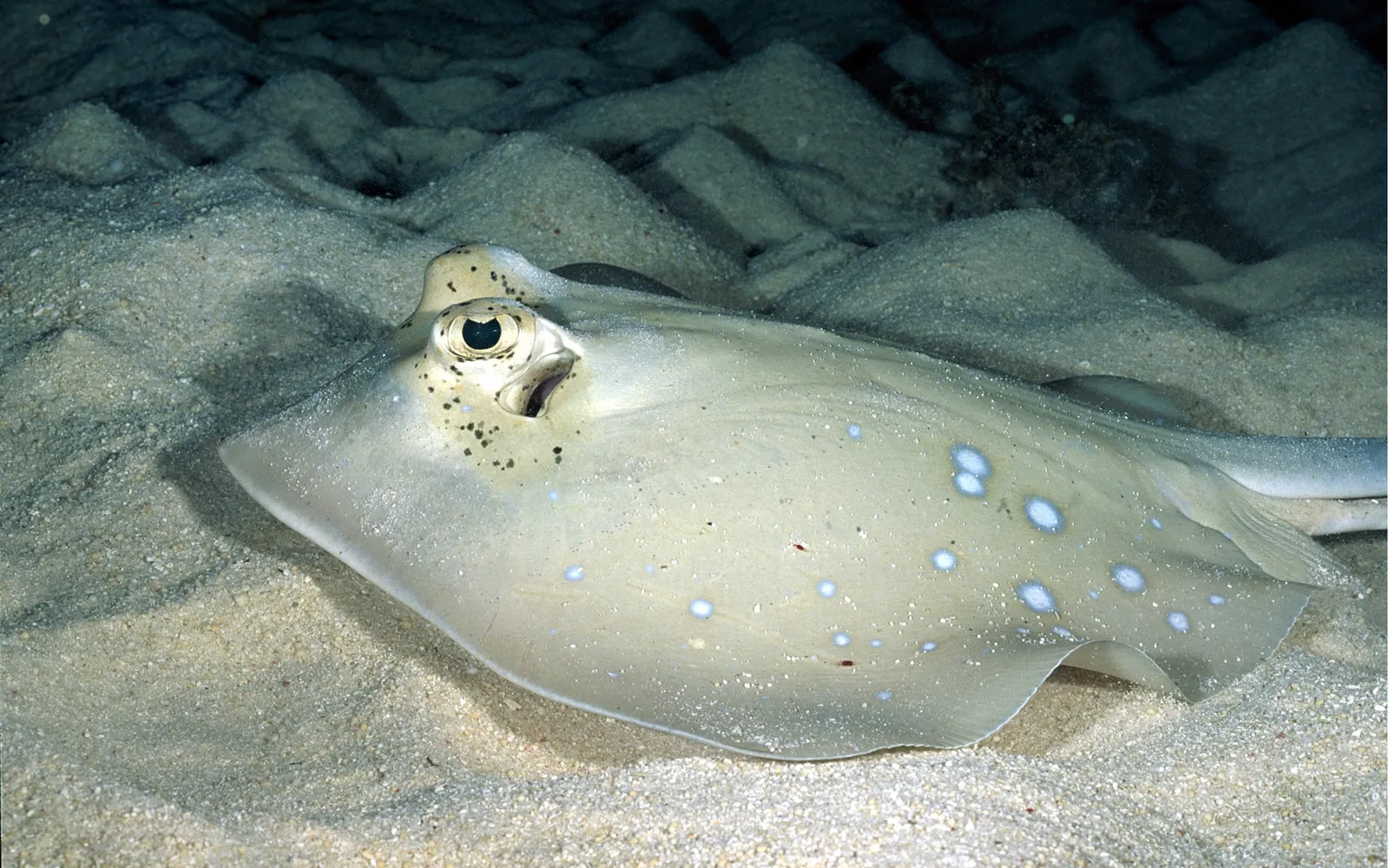 A spotted stingray with light skin and blue spots rests on a sandy ocean floor.