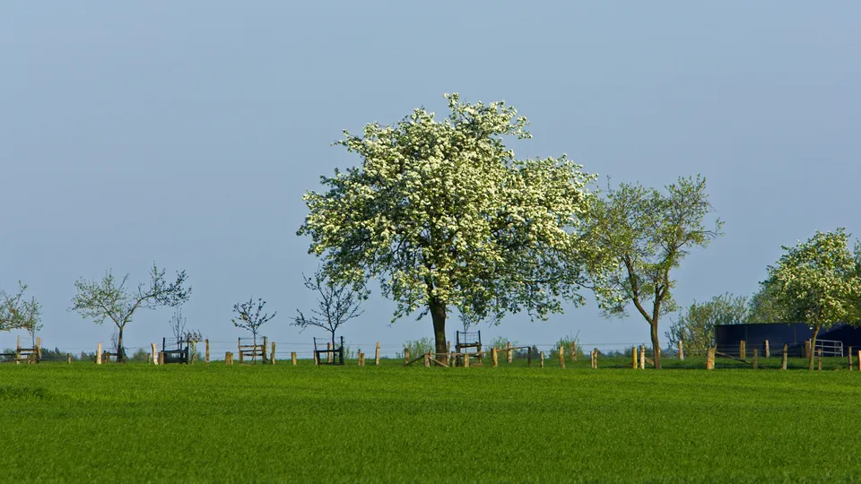 A vibrant green field with several trees, one in full white bloom, under a clear blue sky.
