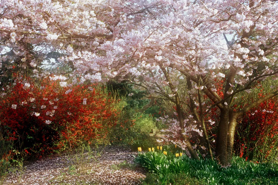 A path covered in fallen cherry blossoms leads through a garden with blooming cherry trees and red bushes.