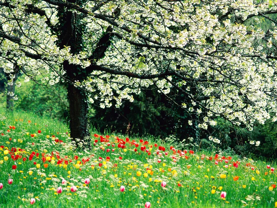 A vibrant meadow filled with red, yellow, and white tulips and wildflowers, under a tree with white blossoms.