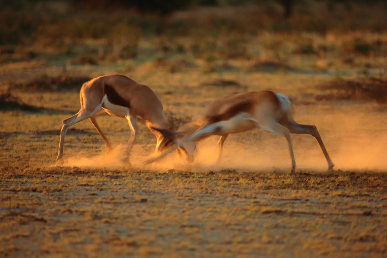 Two springbok are locked in a fight, kicking up dust in a dry, grassy field during sunset.