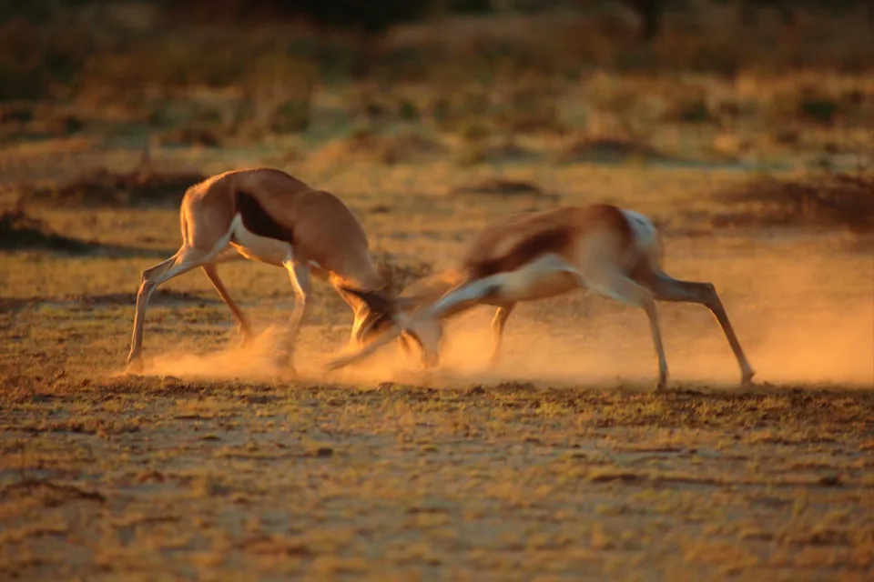 Two springbok are locked in a fight, kicking up dust in a dry, grassy field during sunset.