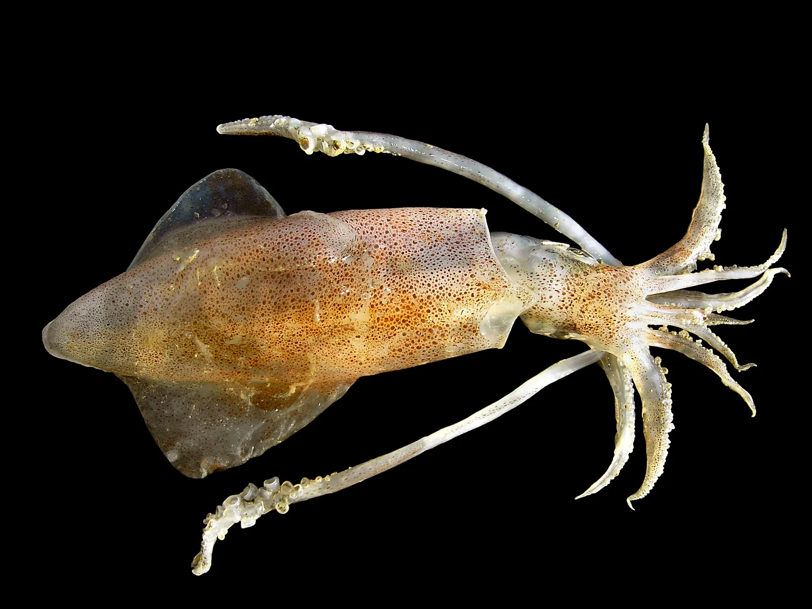A translucent squid with brown speckles and long tentacles is shown against a black background.