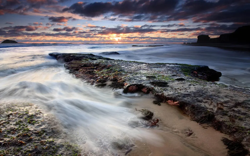Starfish clinging to mossy rocks as the sun sets over the ocean.