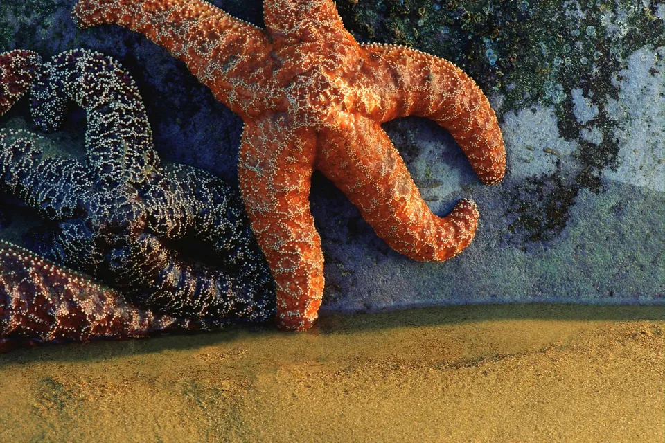 Several starfish, one orange and others dark purple, rest on a textured rock near a sandy shore.