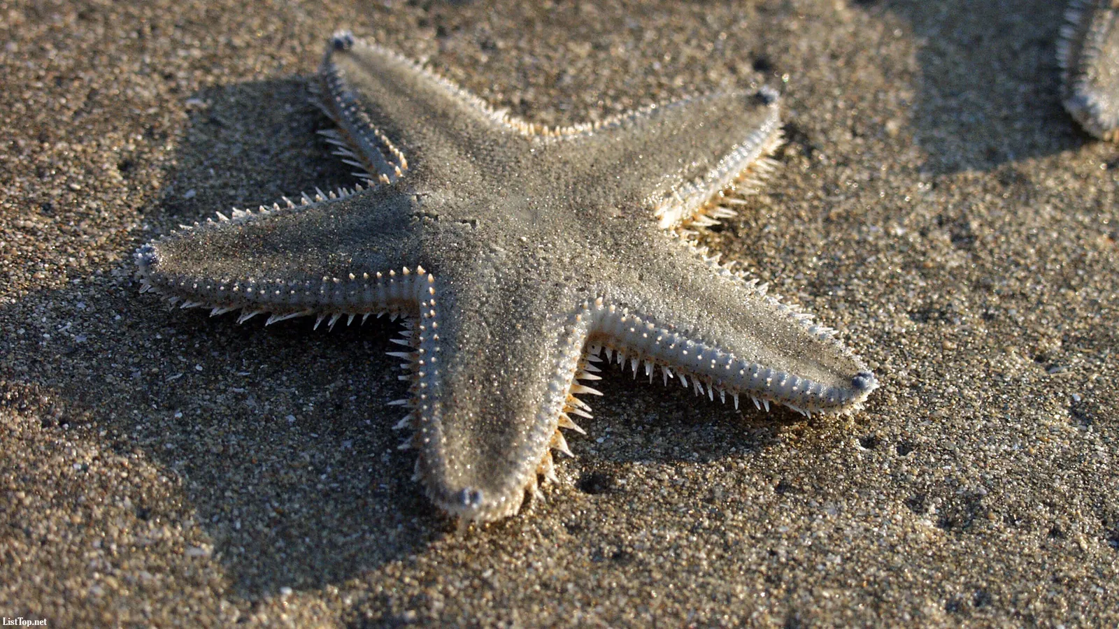 A close-up of a grey starfish with sharp spines resting on wet sand.