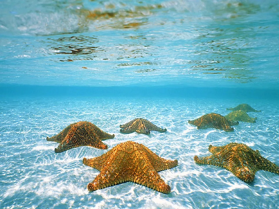 Several starfish are scattered across a sandy ocean floor, with clear blue water above.