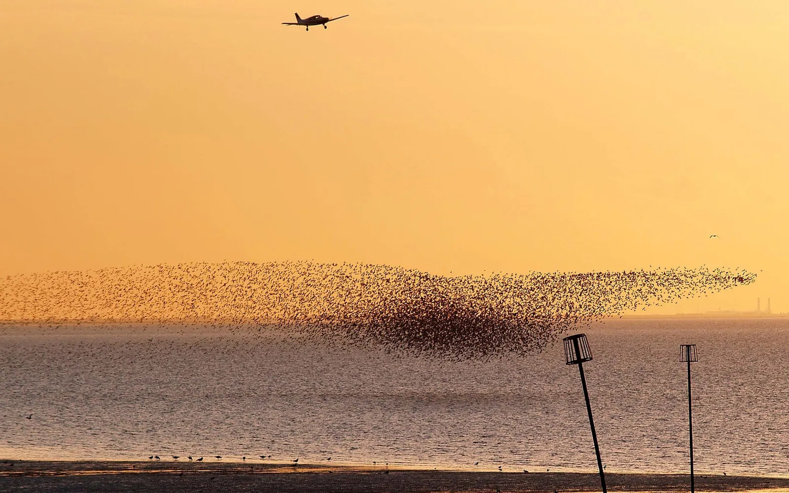 A large flock of starlings forms a swirling shape in the sky above the sea, with a small airplane flying overhead.
