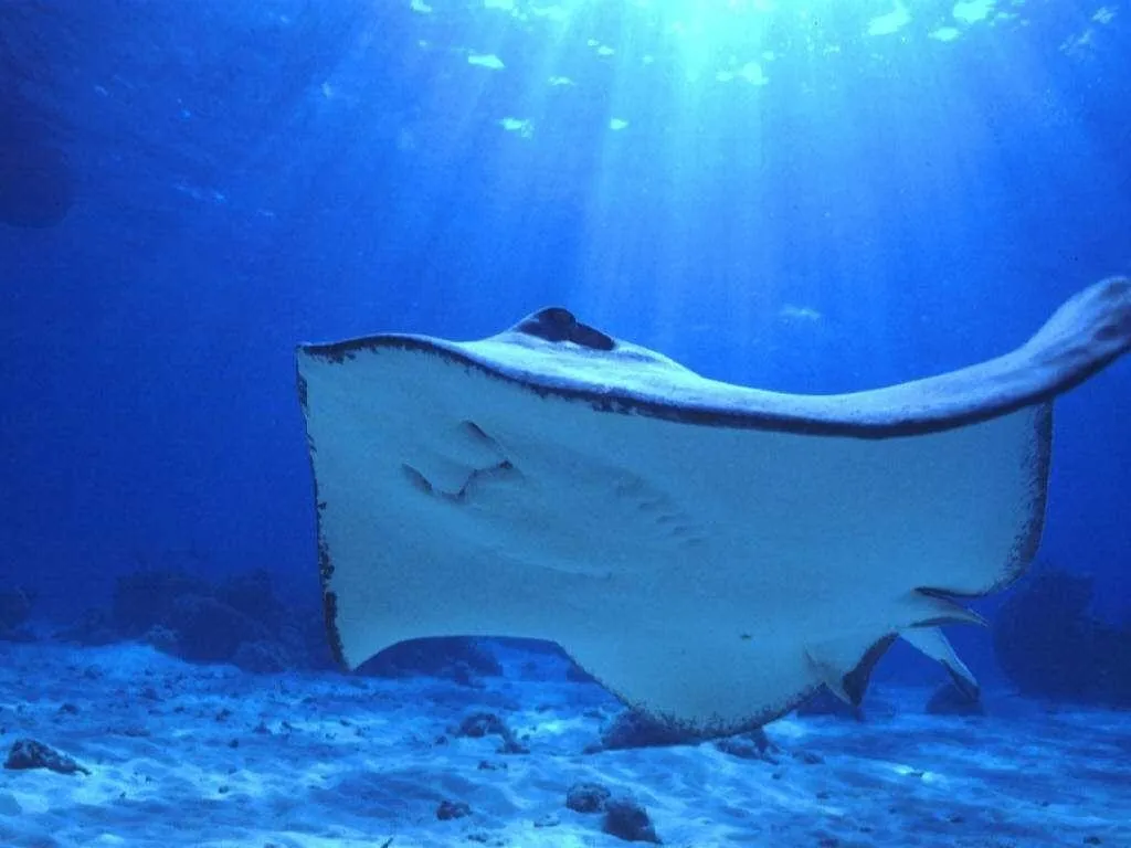 A large stingray swims gracefully in clear blue ocean water, with sunlight filtering from above.