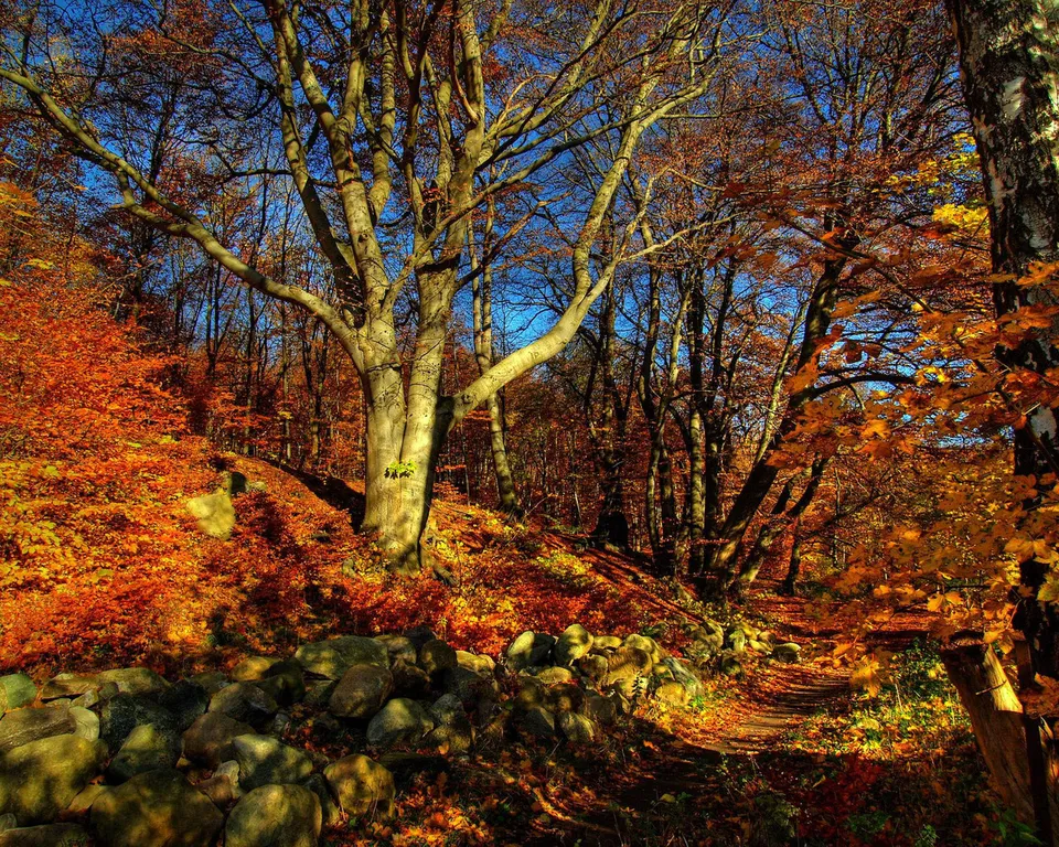 A sun-dappled forest path is bordered by a stone wall and covered in vibrant autumn leaves.