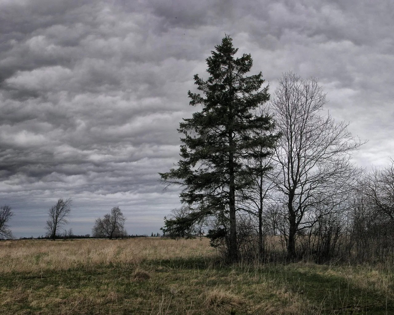 Dark, dramatic storm clouds fill the sky above a dry, grassy field with scattered trees.