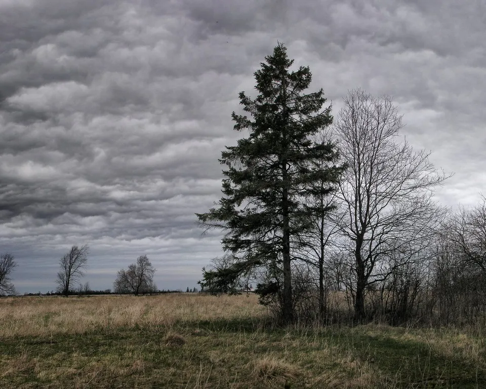 Dark, dramatic storm clouds fill the sky above a dry, grassy field with scattered trees.