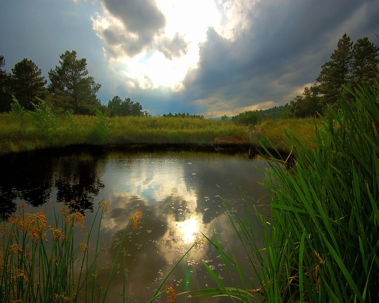 A dark pond reflects dramatic clouds and sunlight, with tall green reeds in the foreground.