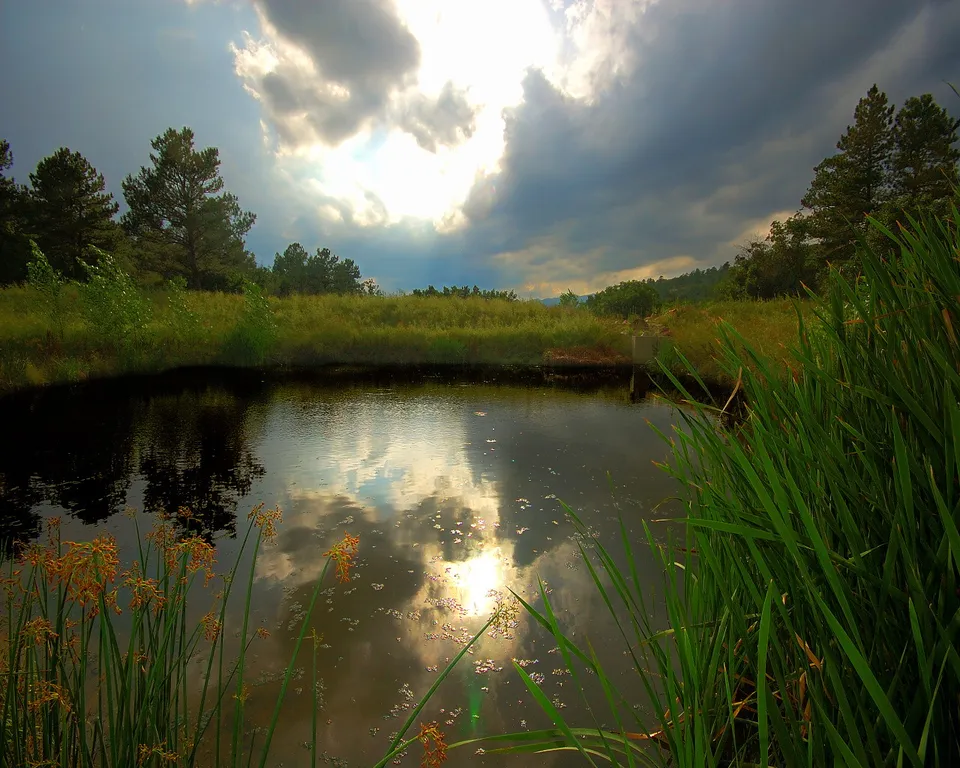 A dark pond reflects dramatic clouds and sunlight, with tall green reeds in the foreground.