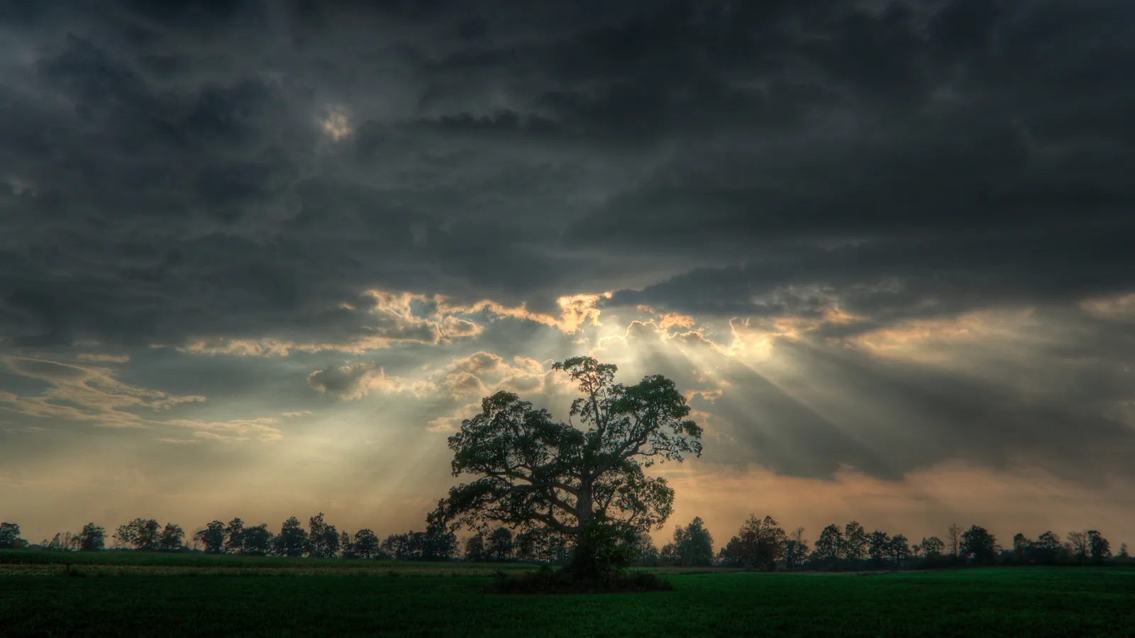 A lone tree stands in a field as dramatic sunbeams break through dark, stormy clouds.
